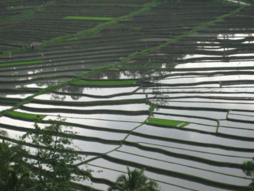 Bali-2008-0169