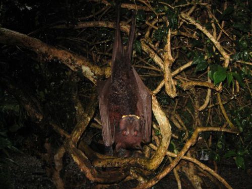 Bali-2008-0172