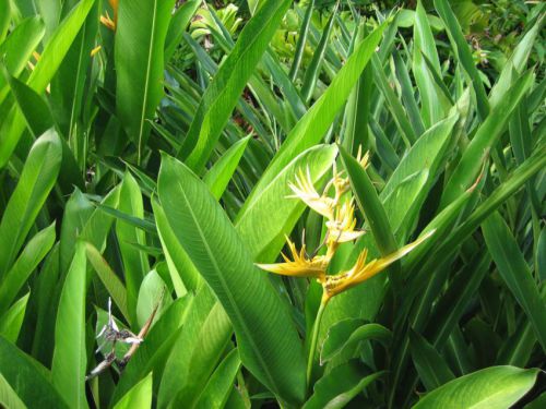 Bali-2008-0194