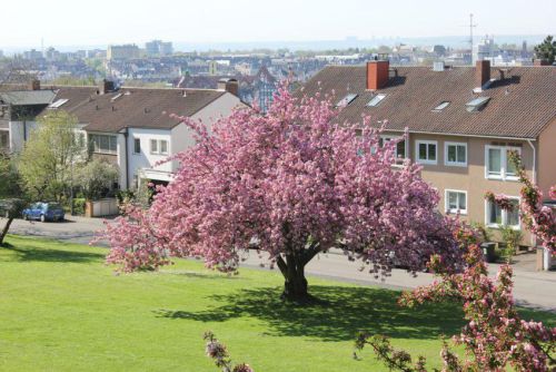 Bilder-Wiesbaden-014