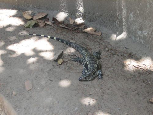 Brasilien_061