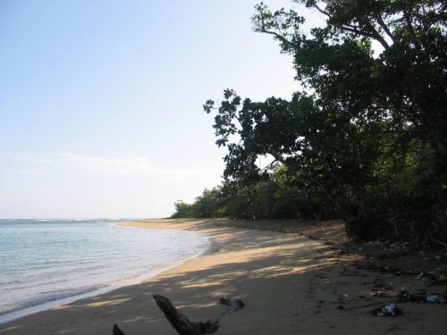 DomRep_015