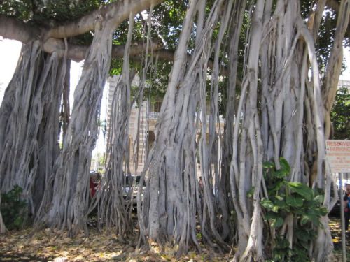 Hawaii-2011-0387